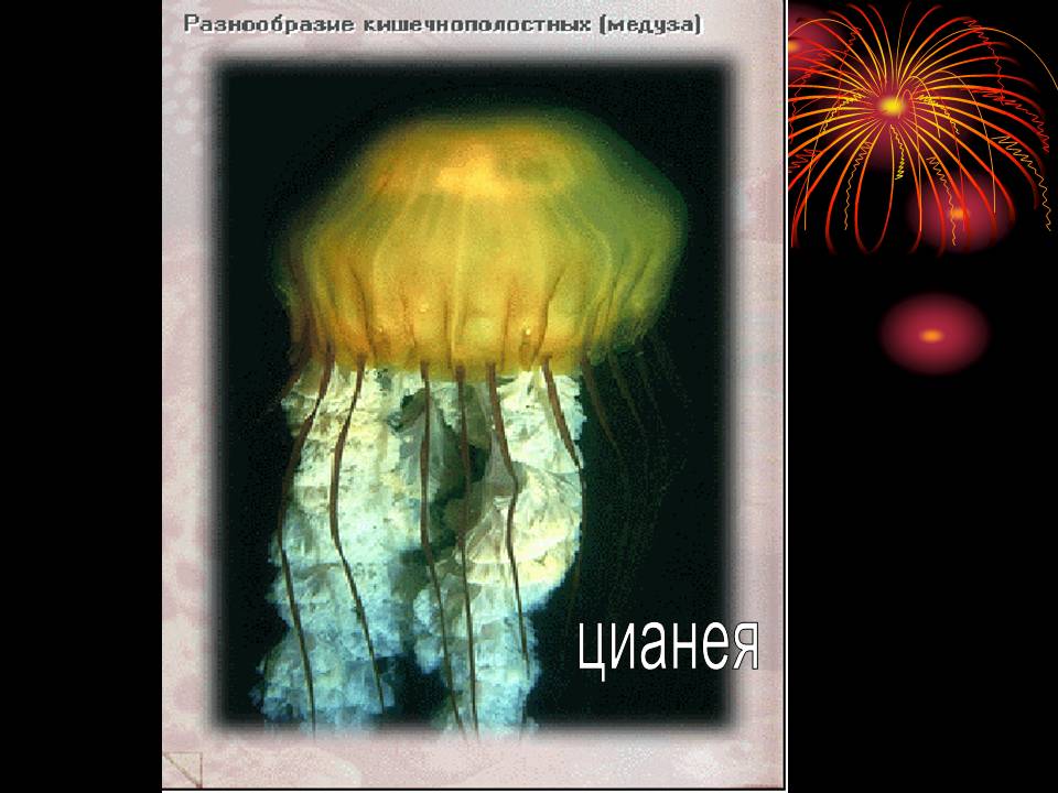 Цианея