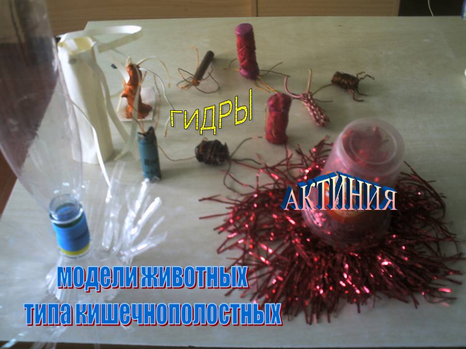Гидры