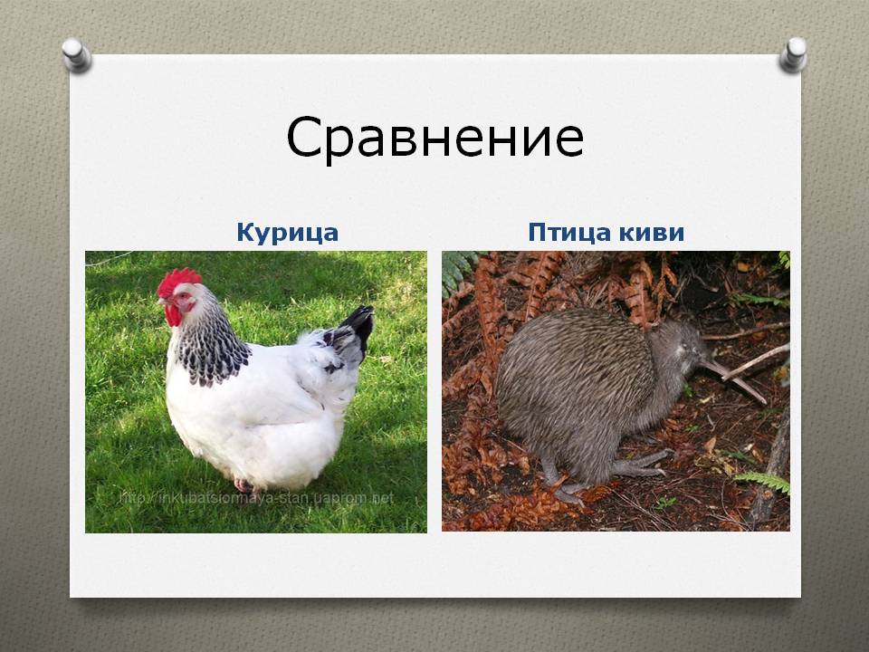 Сравнение