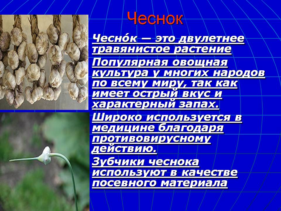 Чеснок