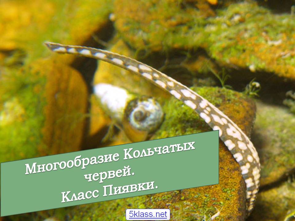 Многообразие кольчатых червей