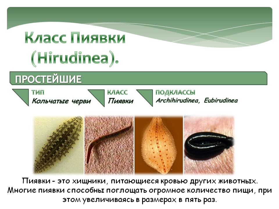 Класс Пиявки