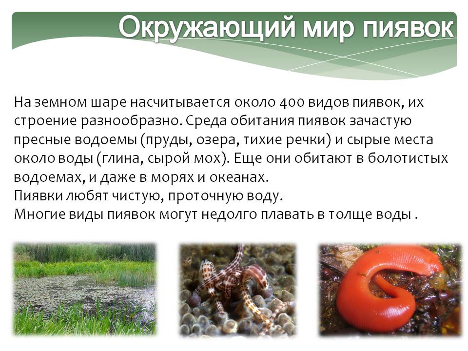Окружающий мир пиявок