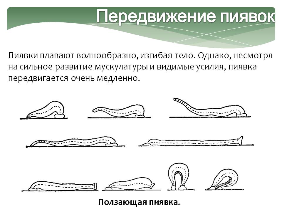 Передвижение пиявок