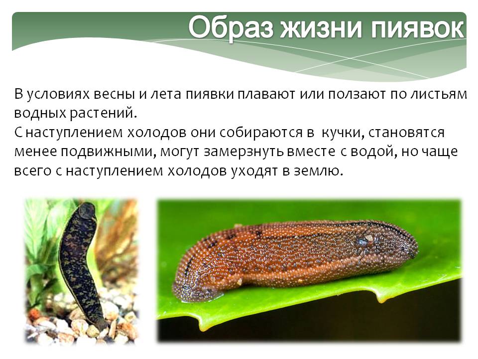 Образ жизни пиявок