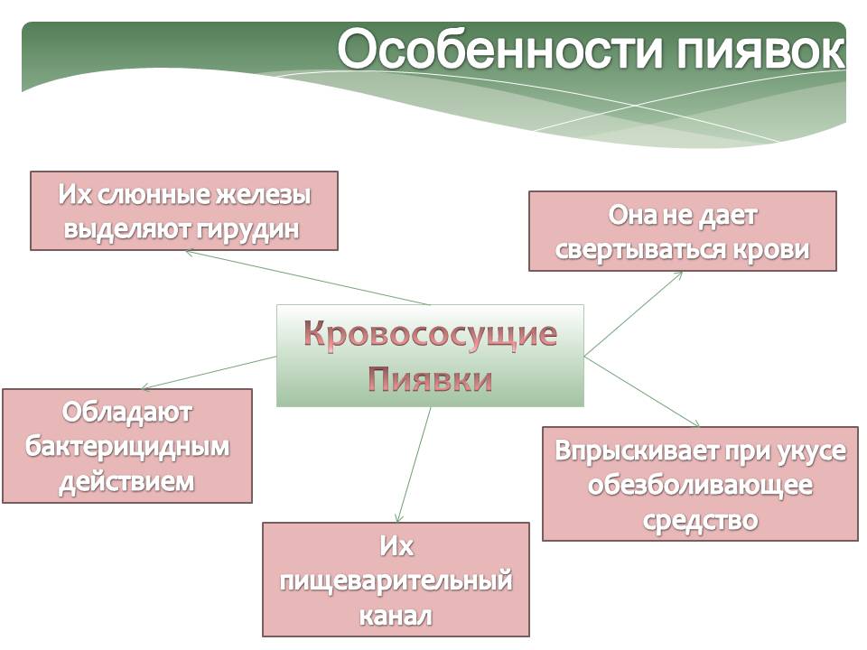 Особенности пиявок
