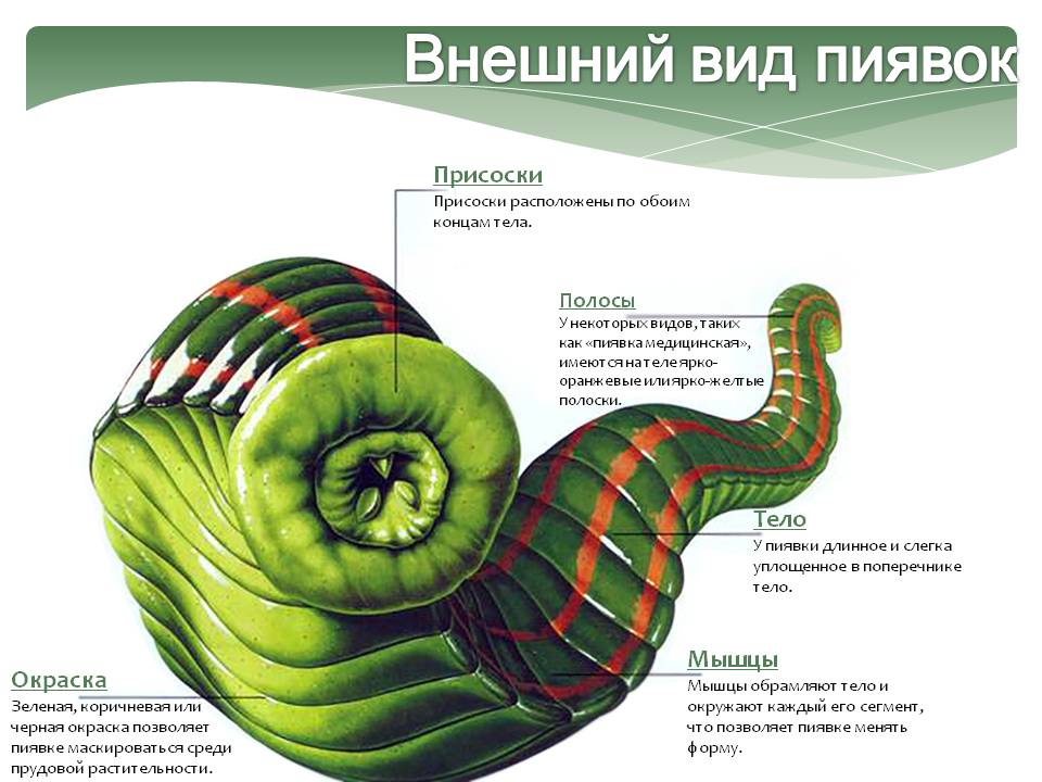 Внешний вид пиявок