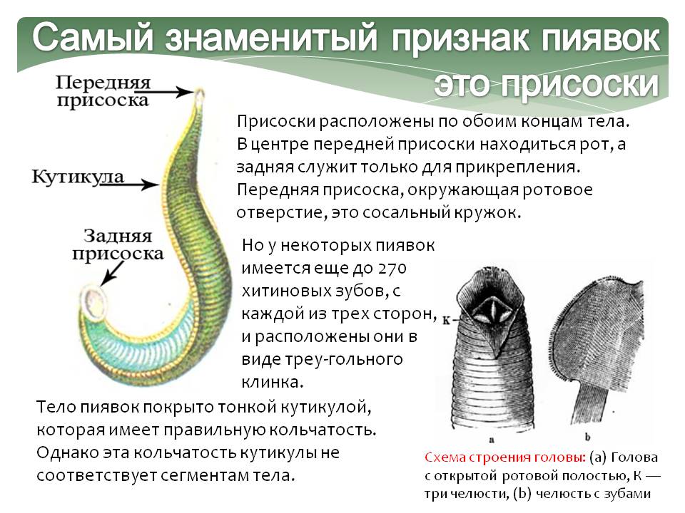Присоски