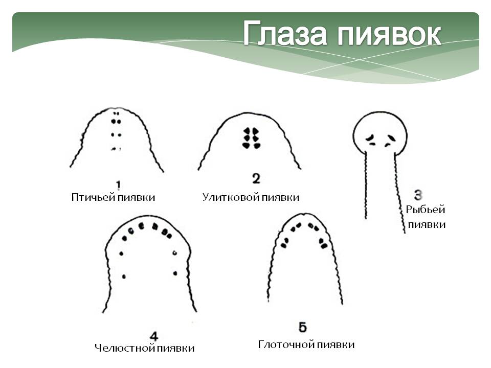 Глаза пиявок