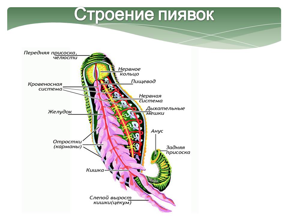 Строение пиявок