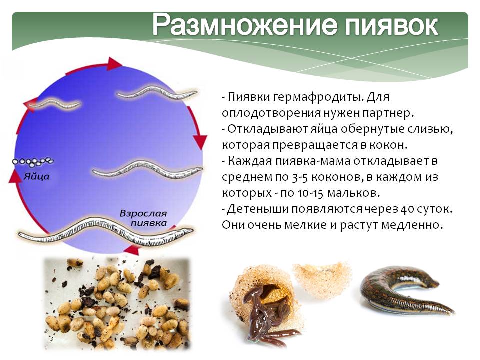 Размножение пиявок
