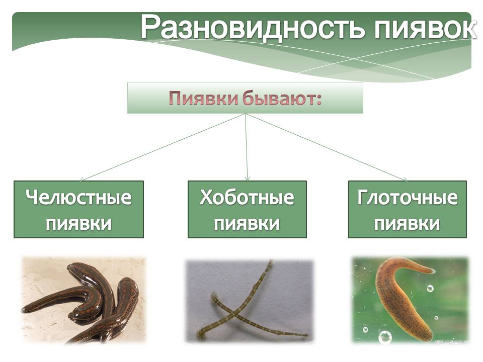 Разновидность пиявок