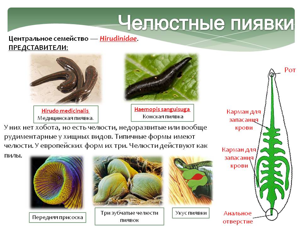 Челюстные пиявки