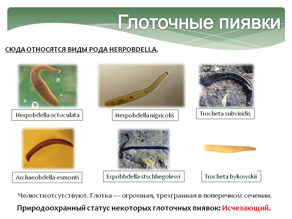 Глоточные пиявки