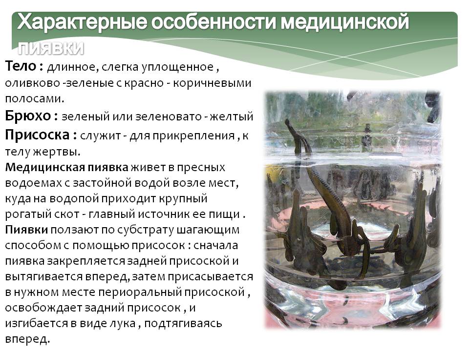 Характерные особенности медицинской пиявки