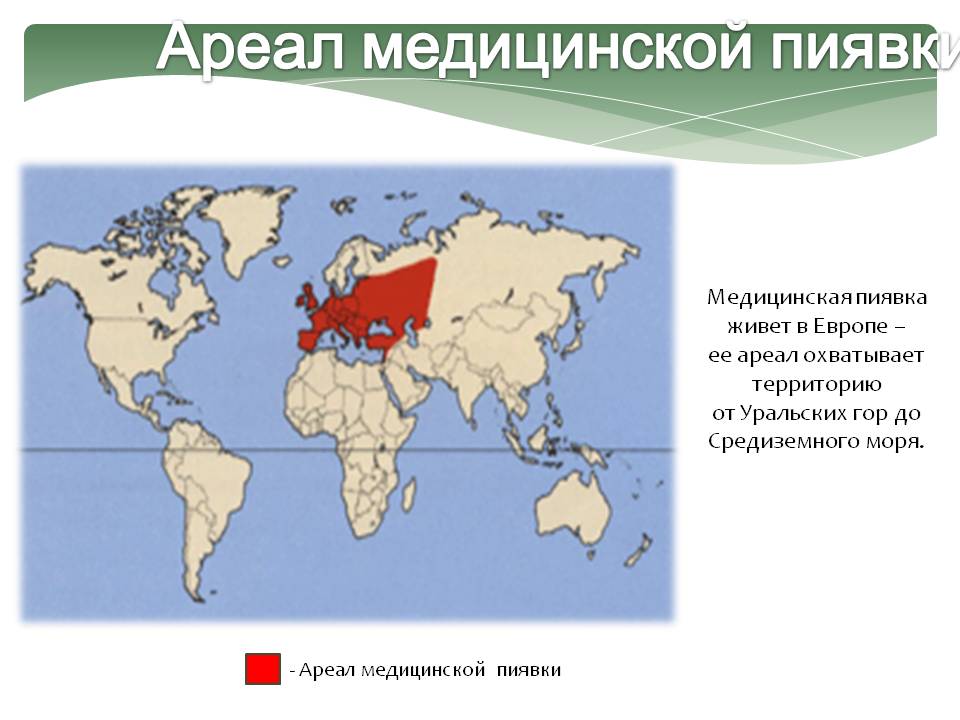 Ареал медицинской пиявки
