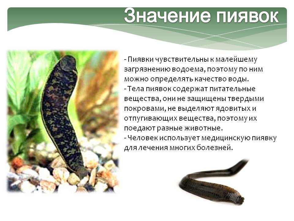 Значение пиявок