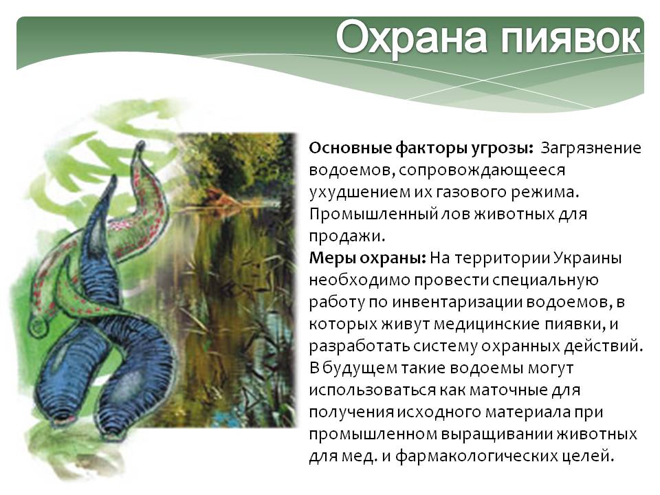 Охрана пиявок