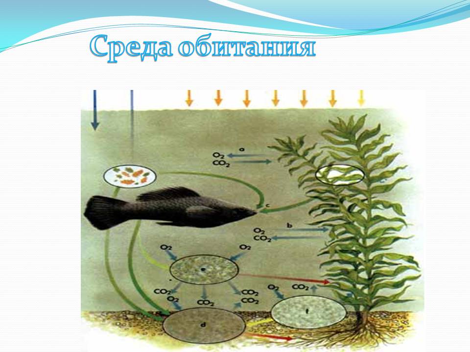 Среда обитания