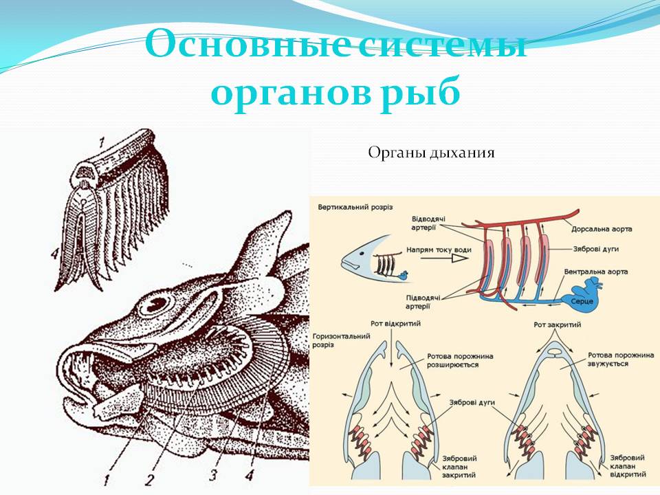 Органы дыхания