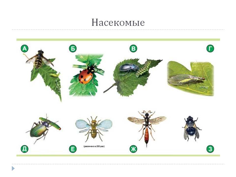 Насекомые