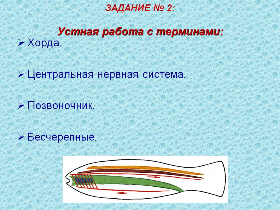 ЗАДАНИЕ № 2: Устная работа с терминами: