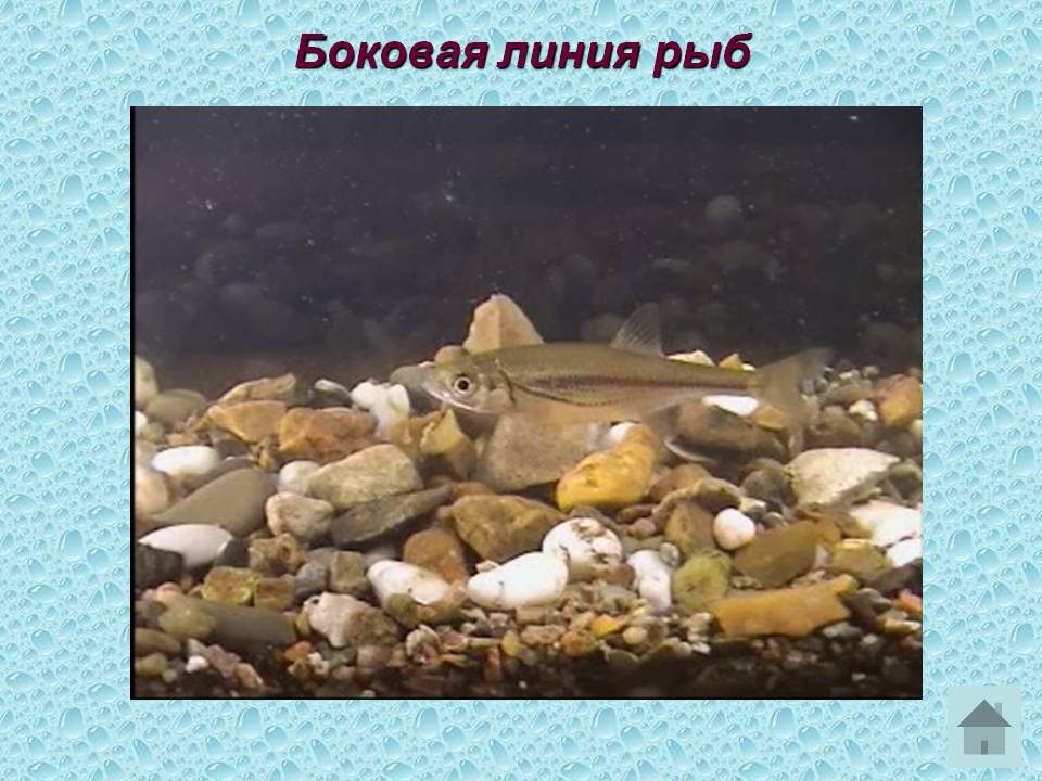 Боковая линия рыб