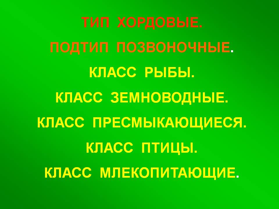 Тип хордовые