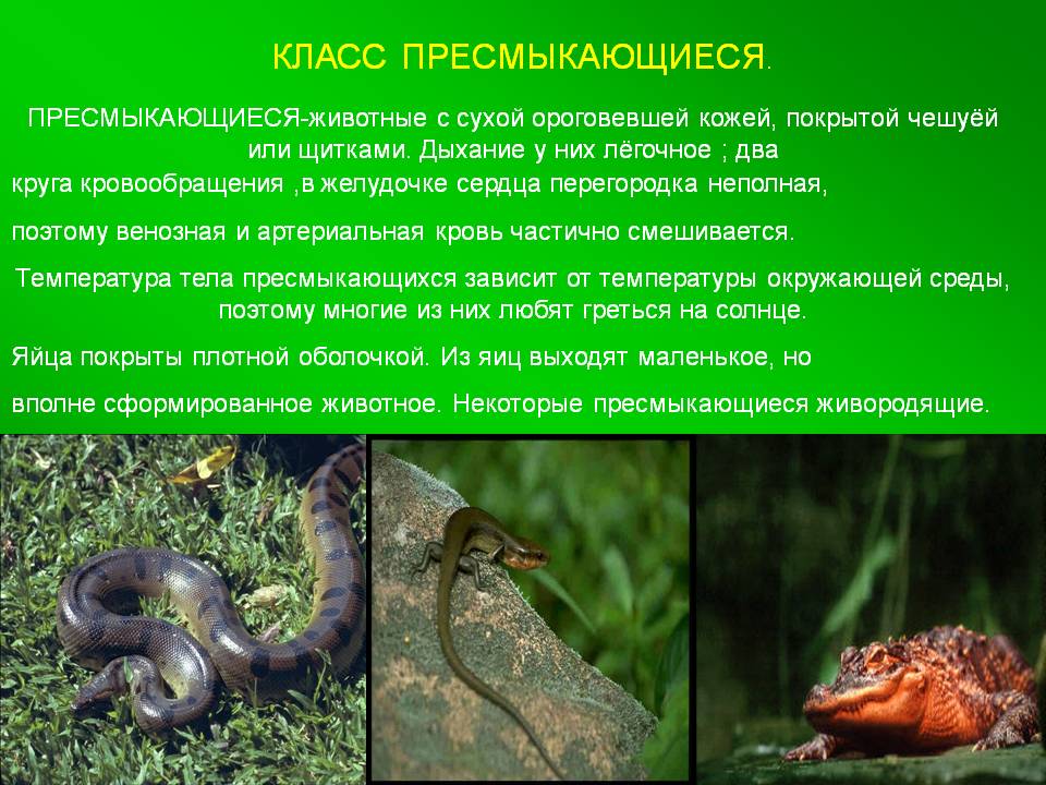 Класс пресмыкающиеся