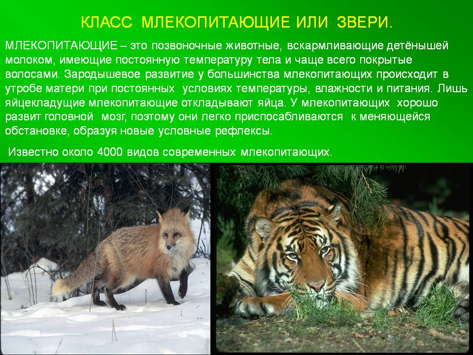 Класс млекопитающие или звери