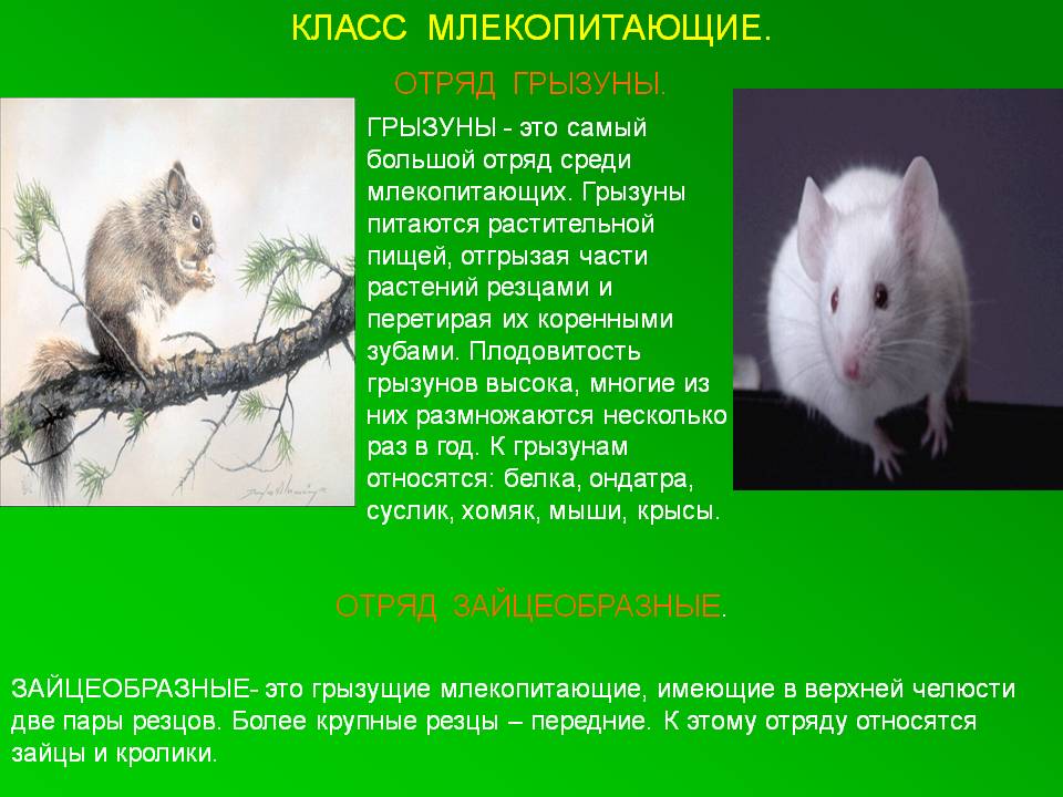 Класс млекопитающие