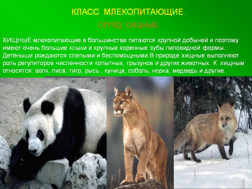 Класс млекопитающие