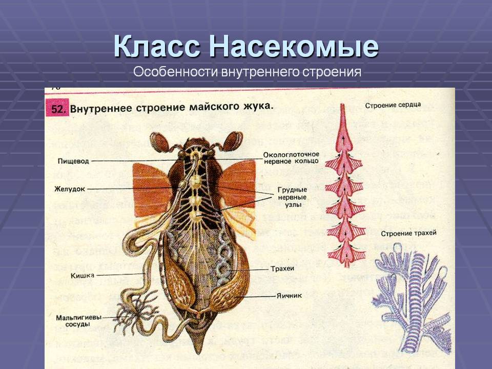 Класс Насекомые