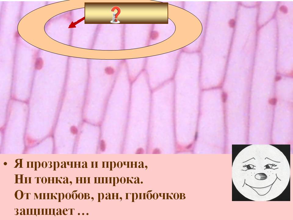 Я прозрачна и прочна, ни тонка, ни широка