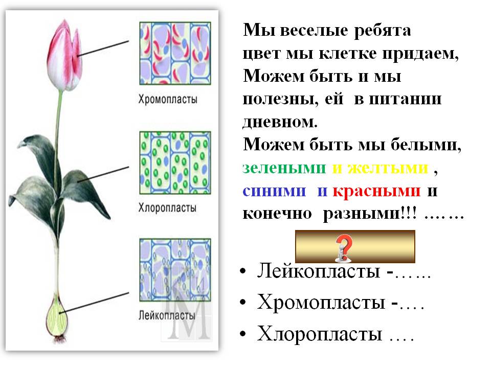 Пластиды