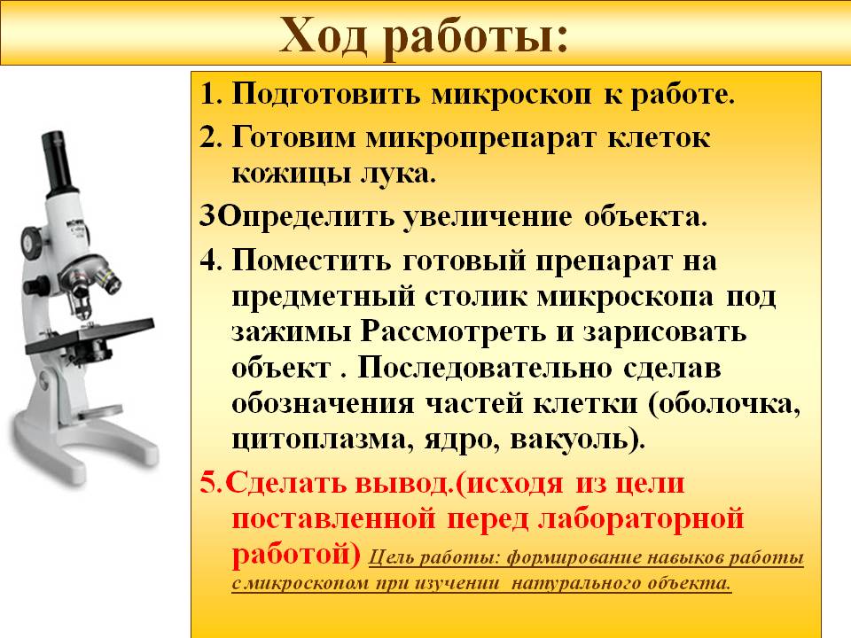 Готовим микропрепарат клеток кожицы лука