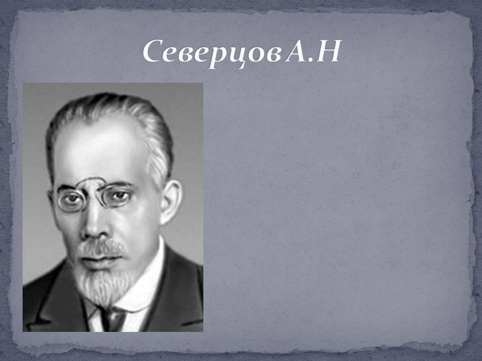 Северцов А.Н
