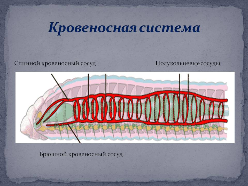 Кровеносная система