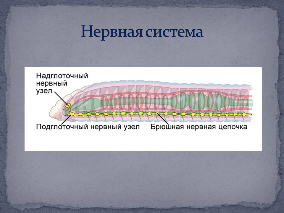Нервная система