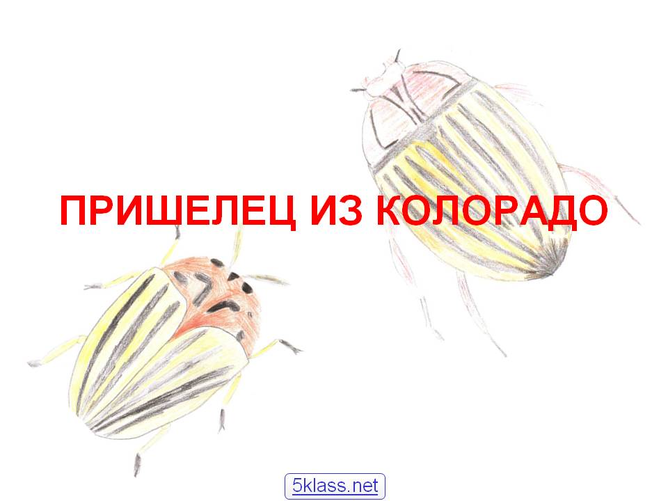 Пришелец из Колорадо