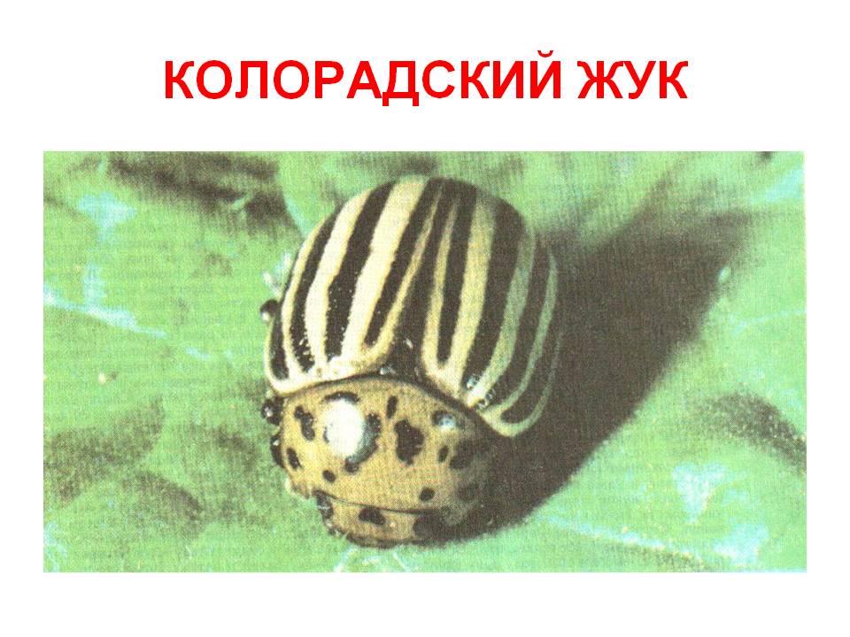 Колорадский жук