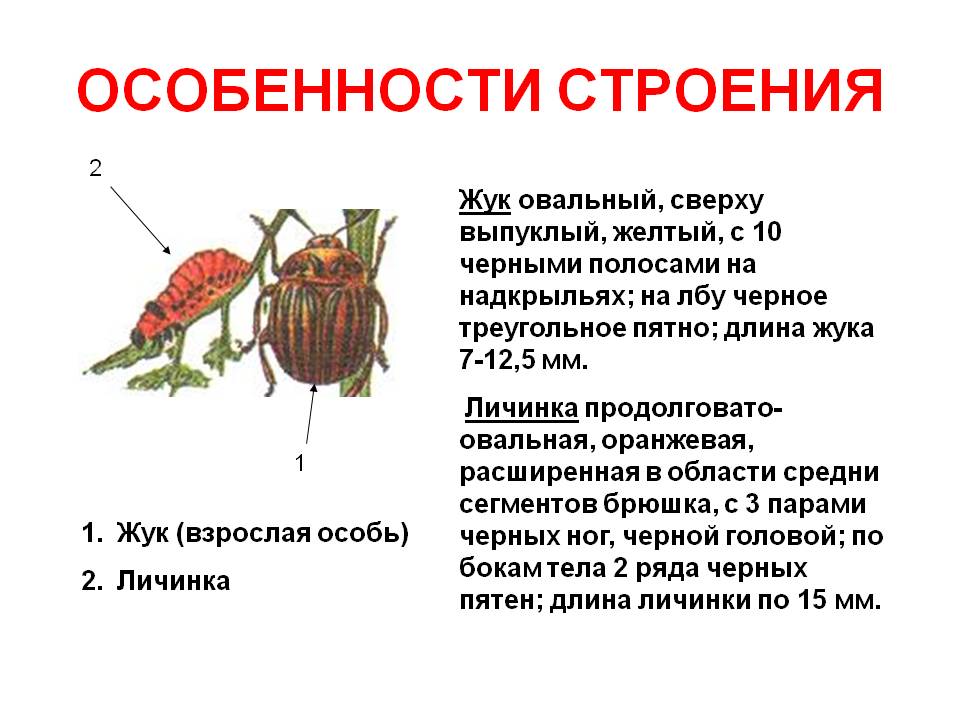Особенности строения