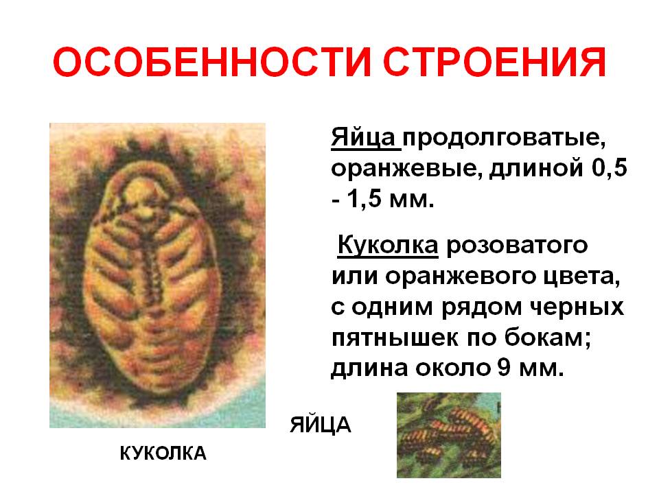 Яйца