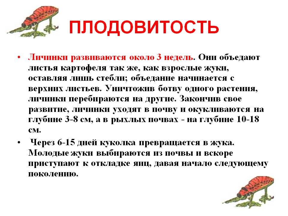 Личинки