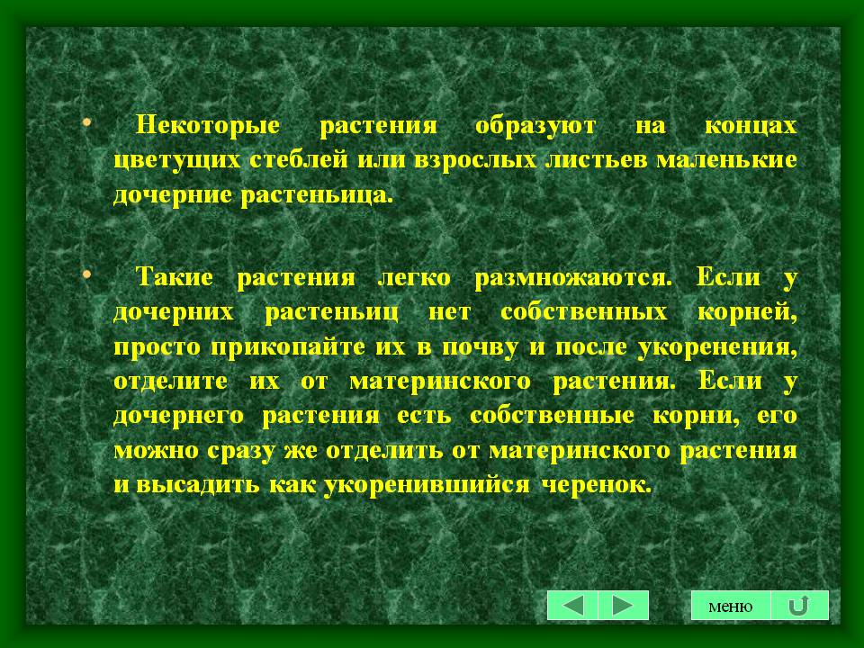 Маленькие дочерние растеньица