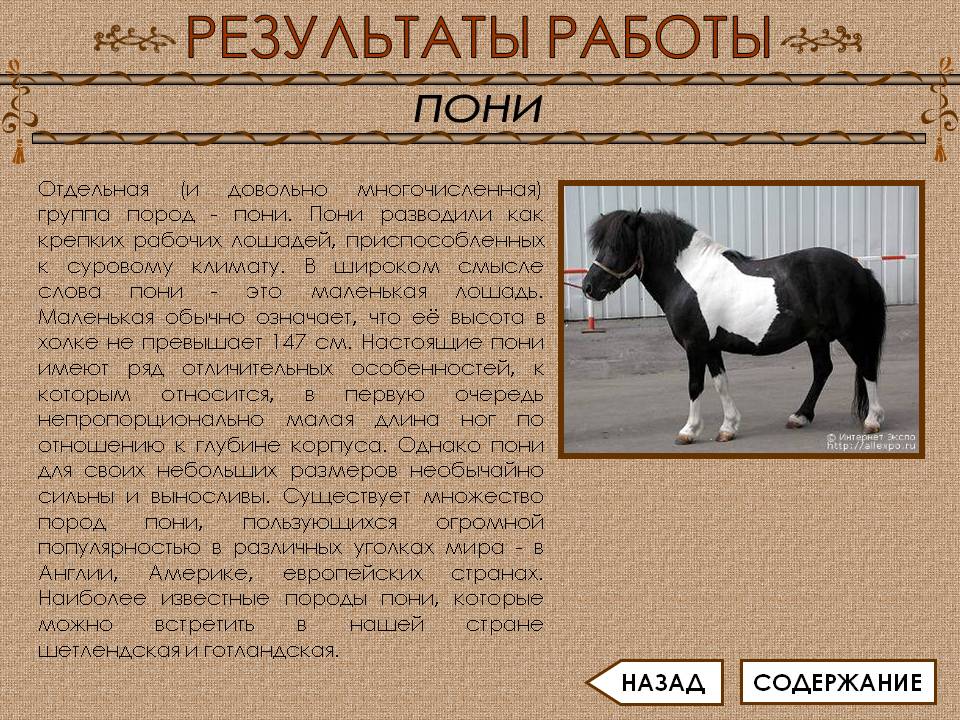 Пони