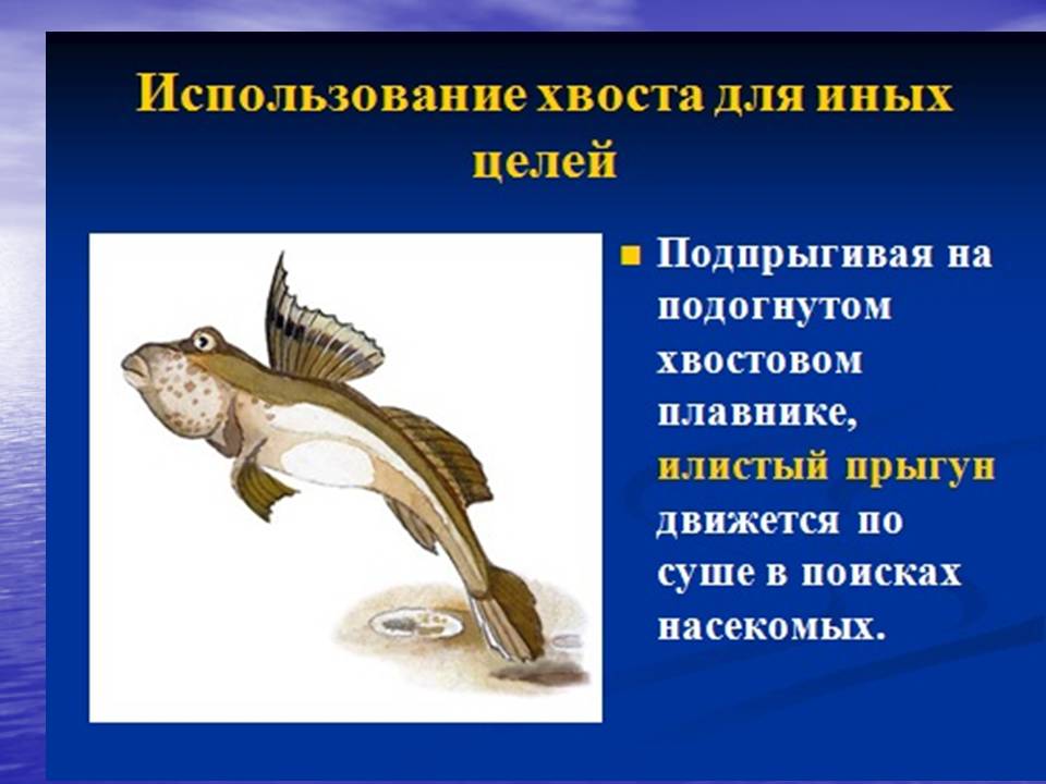 Костистые рыбы