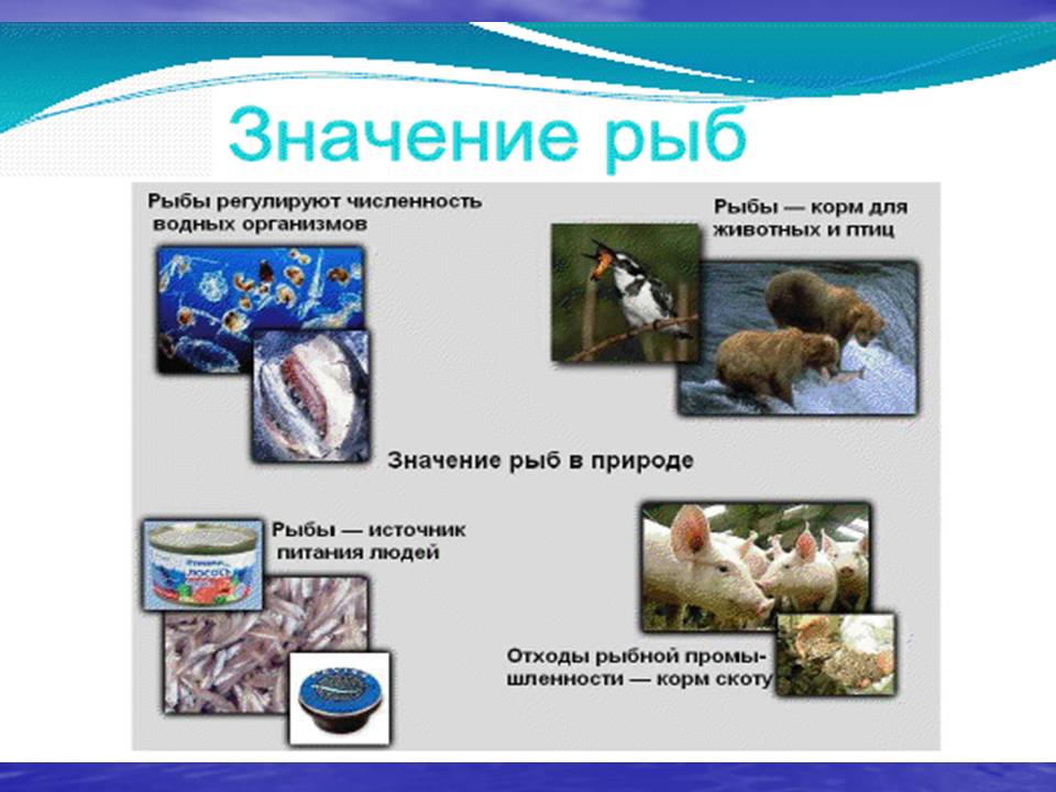 Костистые рыбы