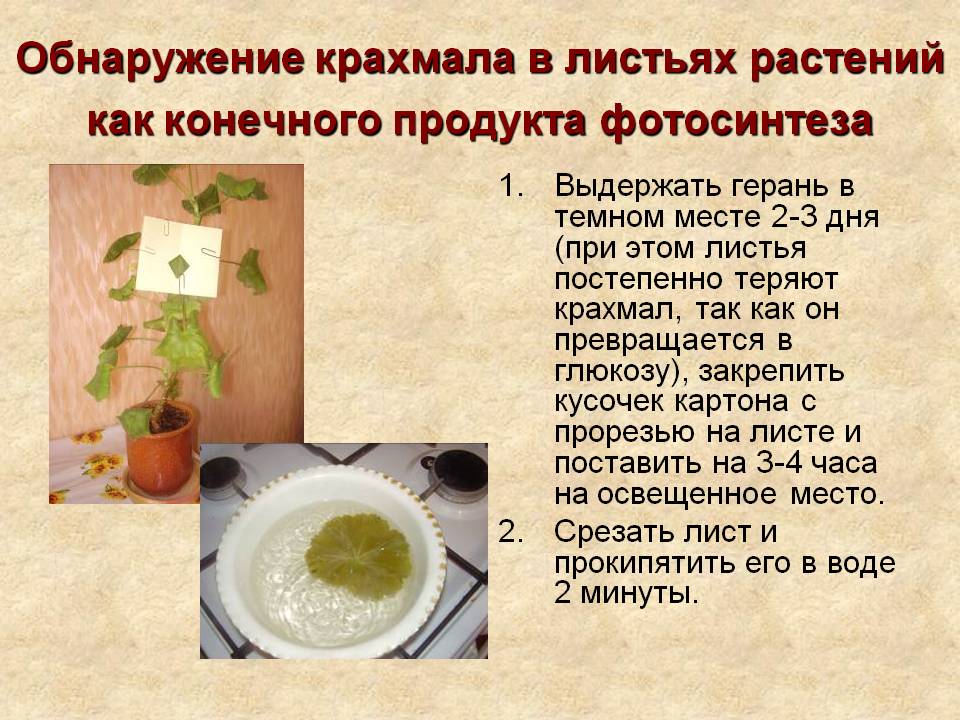 Обнаружение крахмала в листьях растений как конечного продукта