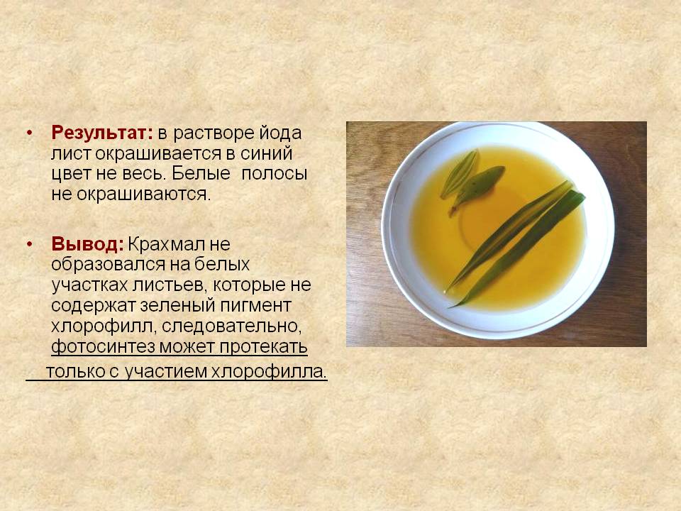 Результат: в растворе йода лист окрашивается в синий цвет не весь